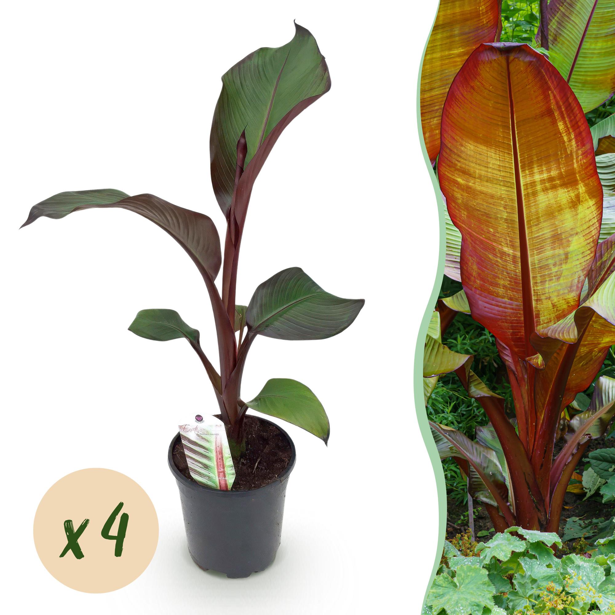 Bananen plant - Ensete ventricosum Maurelli - Winterhard - 4 planten - Pot 17cm Hoogte 40cm