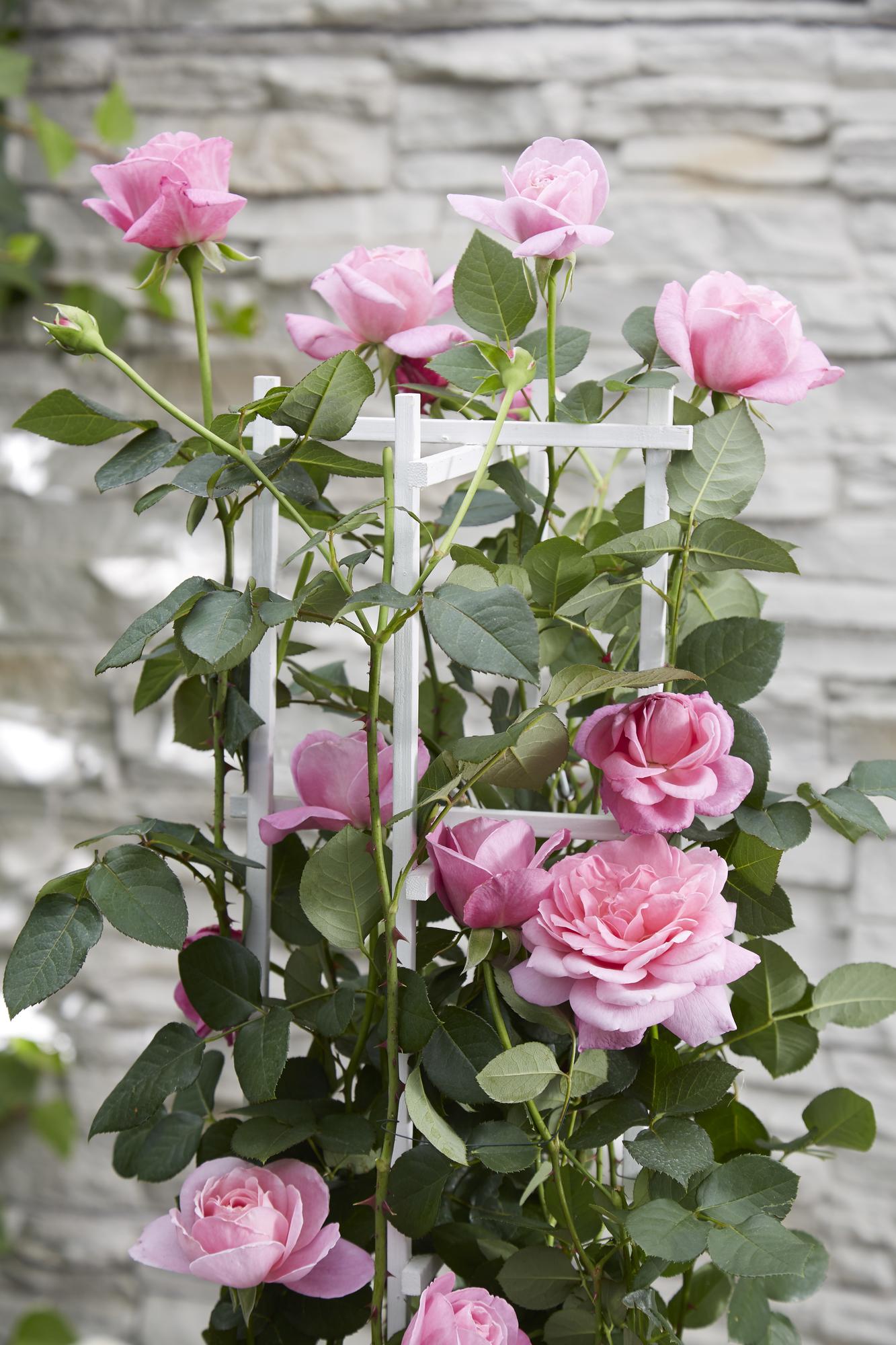 Rosa 'Pink' de Crazy in Love - Rosa rosa - Ø15cm - ↕65cm