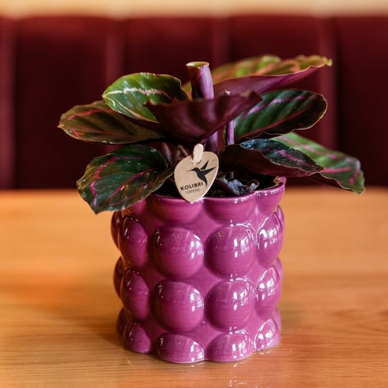 Kolibri Greens | Calathea Dottie - Ø9cm