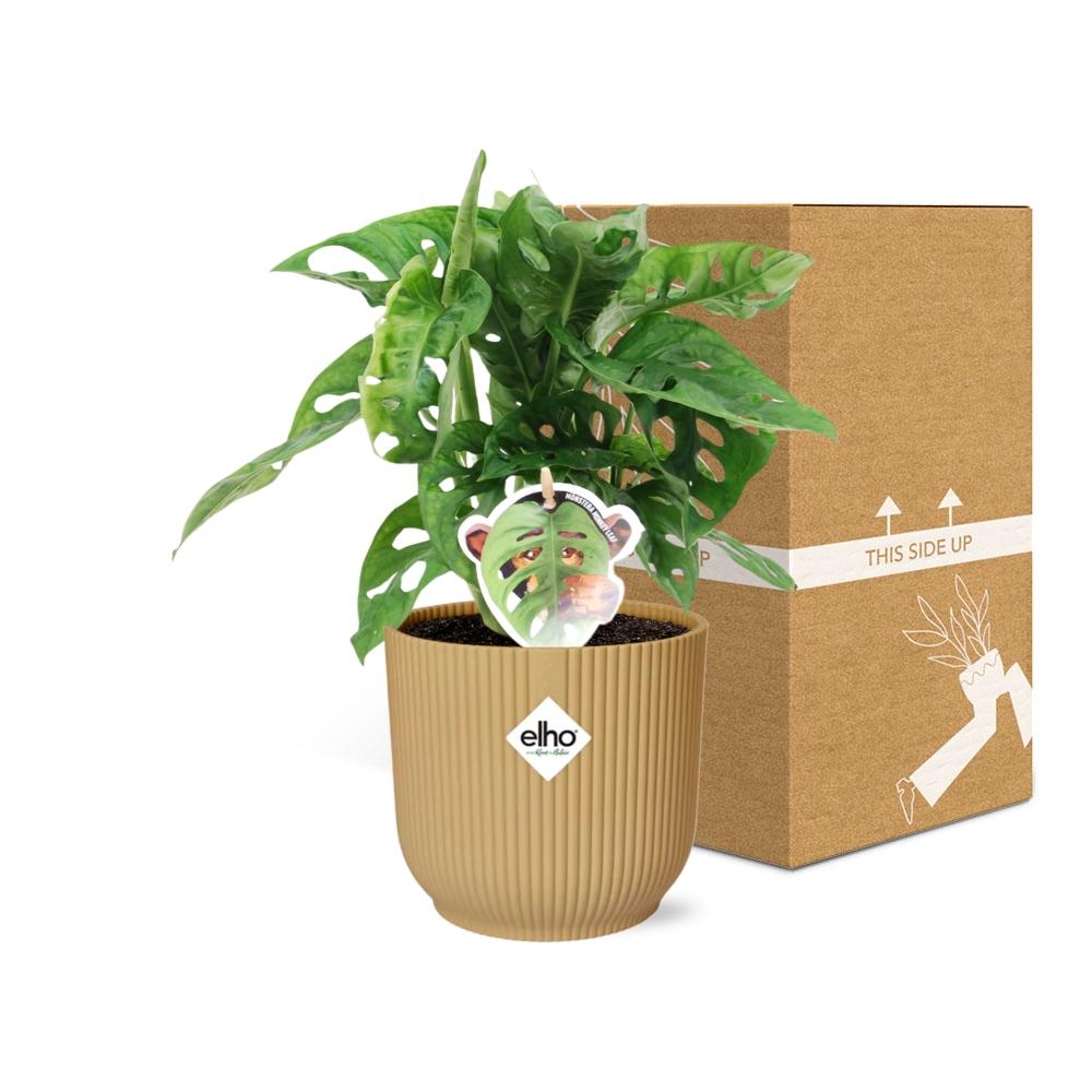Monstera 'Monkey Leaf' in ELHO Vibes Fold 14cm gelb