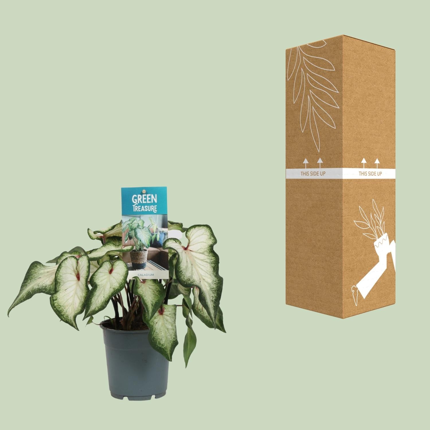 Caladium Weiß - Ø12cm - ↕25cm