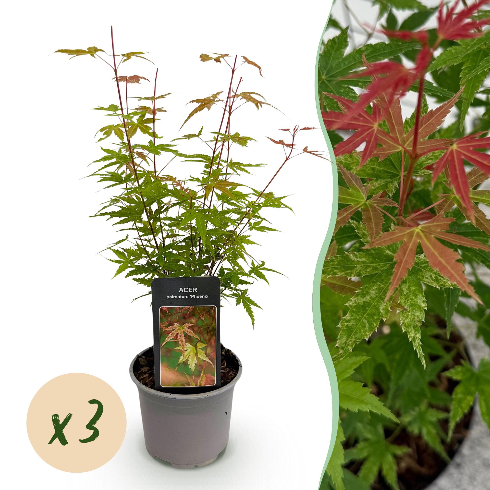 Acer palmatum Phoenix - Roze - 3 Planten - Bladverliezend - Weinig Onderhoud - Pot 12cm Hoogte 35cm