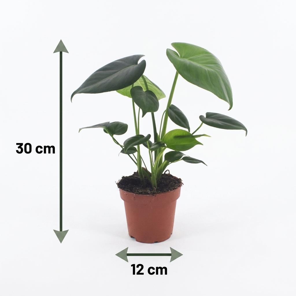 Monstera Deliciosa - Gatenplant - met Potter Grijs - Pot 12cm - Hoogte - 30cm