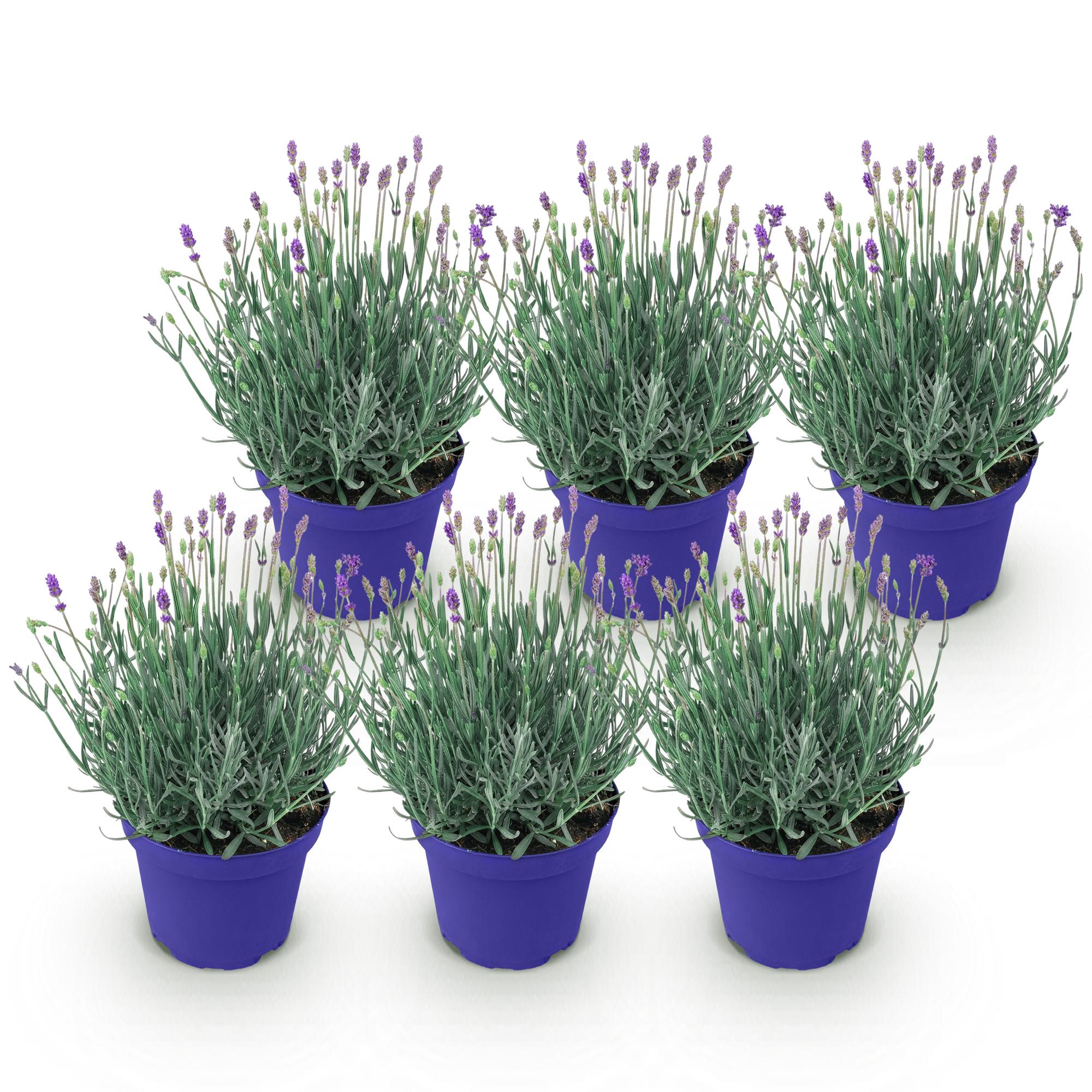 Lavandula angustifolia Hidcote - Lavendel - Winterhard - Paars - 6 Planten - Pot 12cm - Hoogte 20-25cm