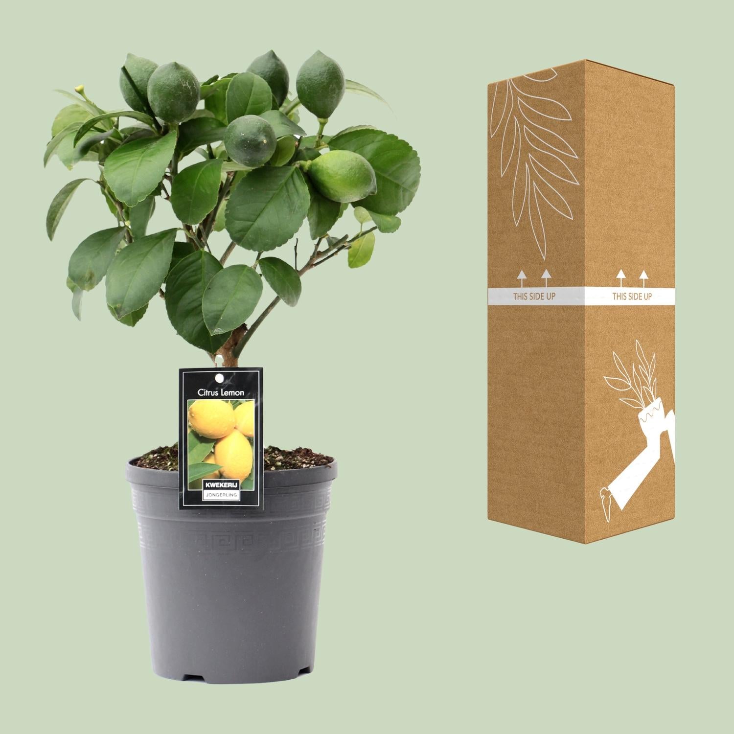 Citron sur tige - Ø15cm - ↕35cm
