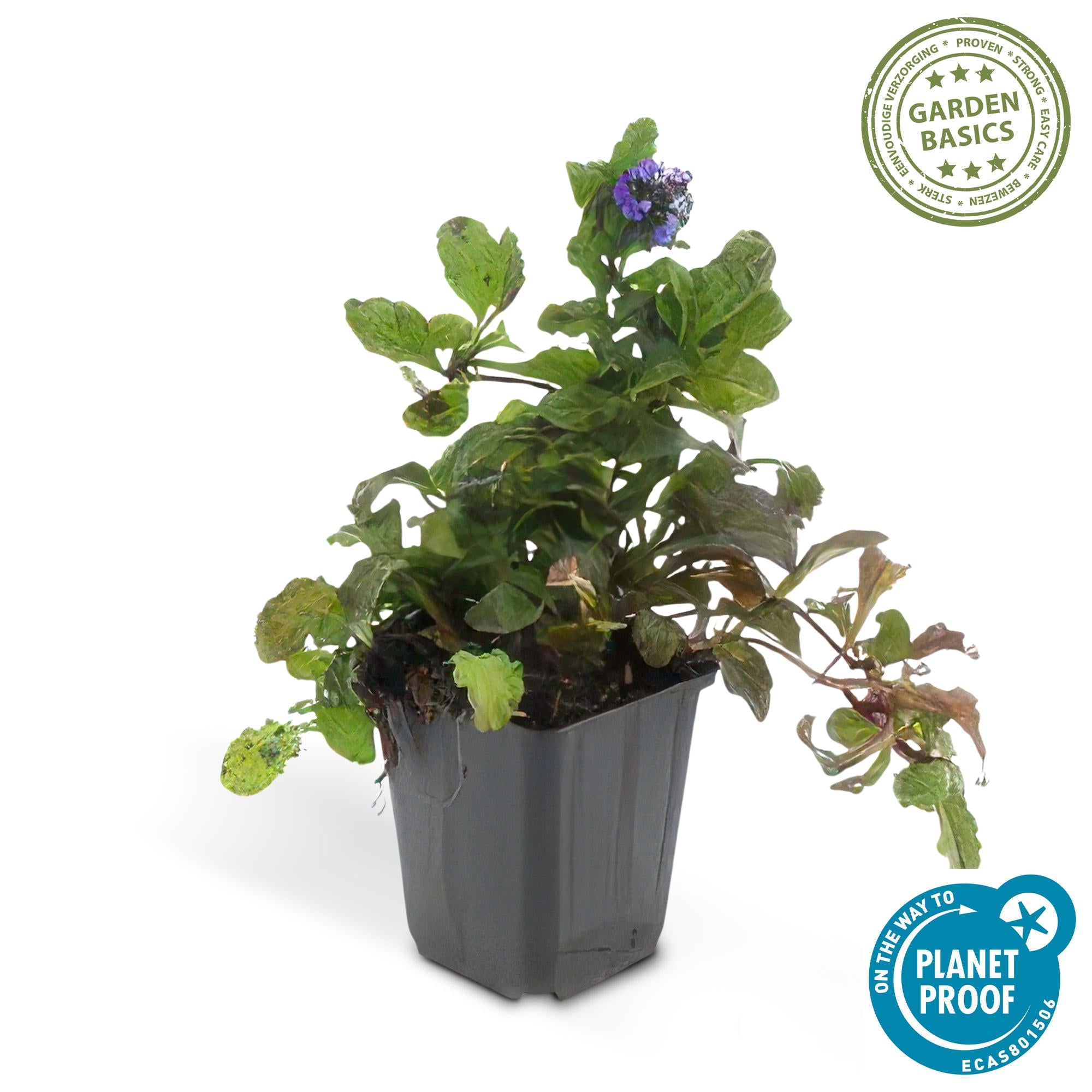 12x reptan Ajuga - ↕10-25 cm - Ø9 cm