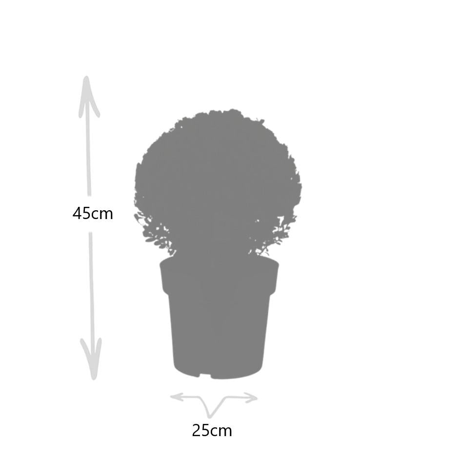 2x Ilex crenata 'Jenny' palla XL | set da 2 | 25 cm Ø