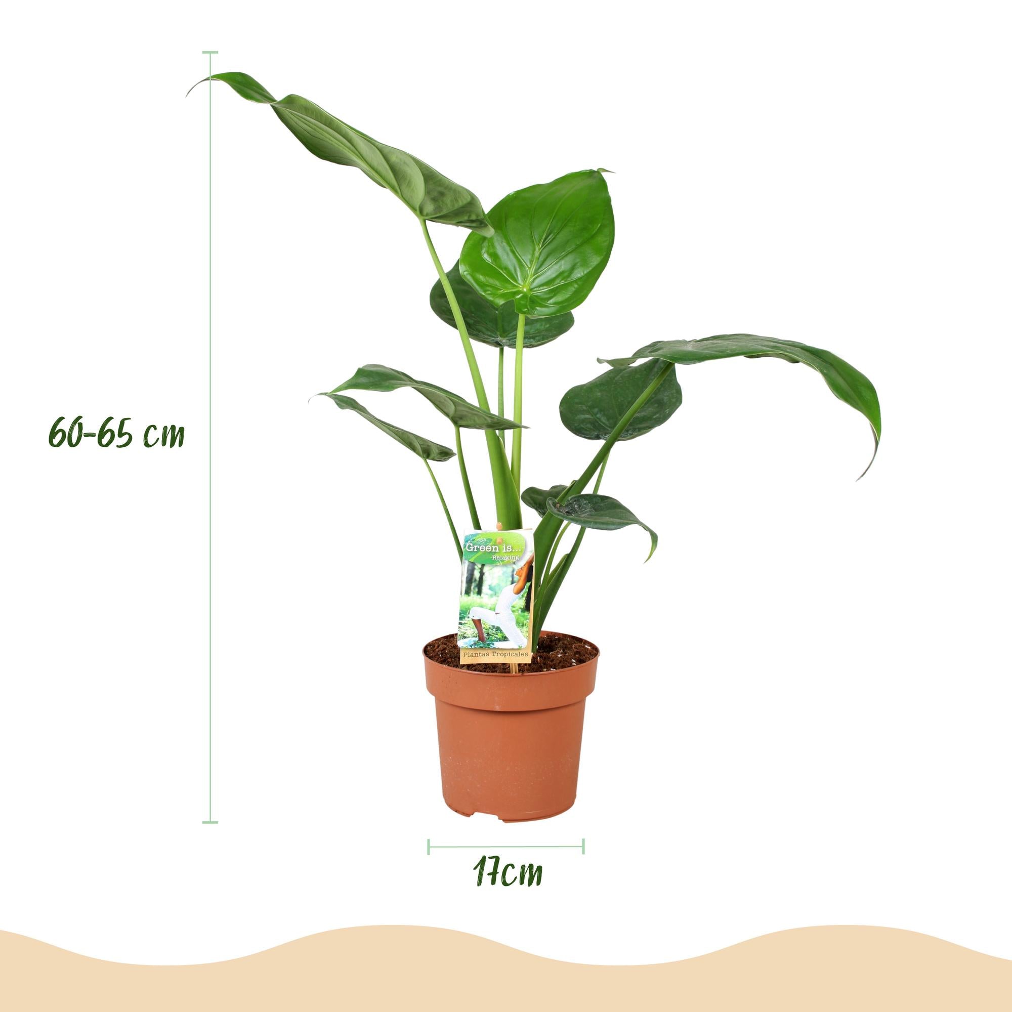 Alocasia Cucullata - Olifantsoor - Pot 17cm - Hoogte 60-65cm