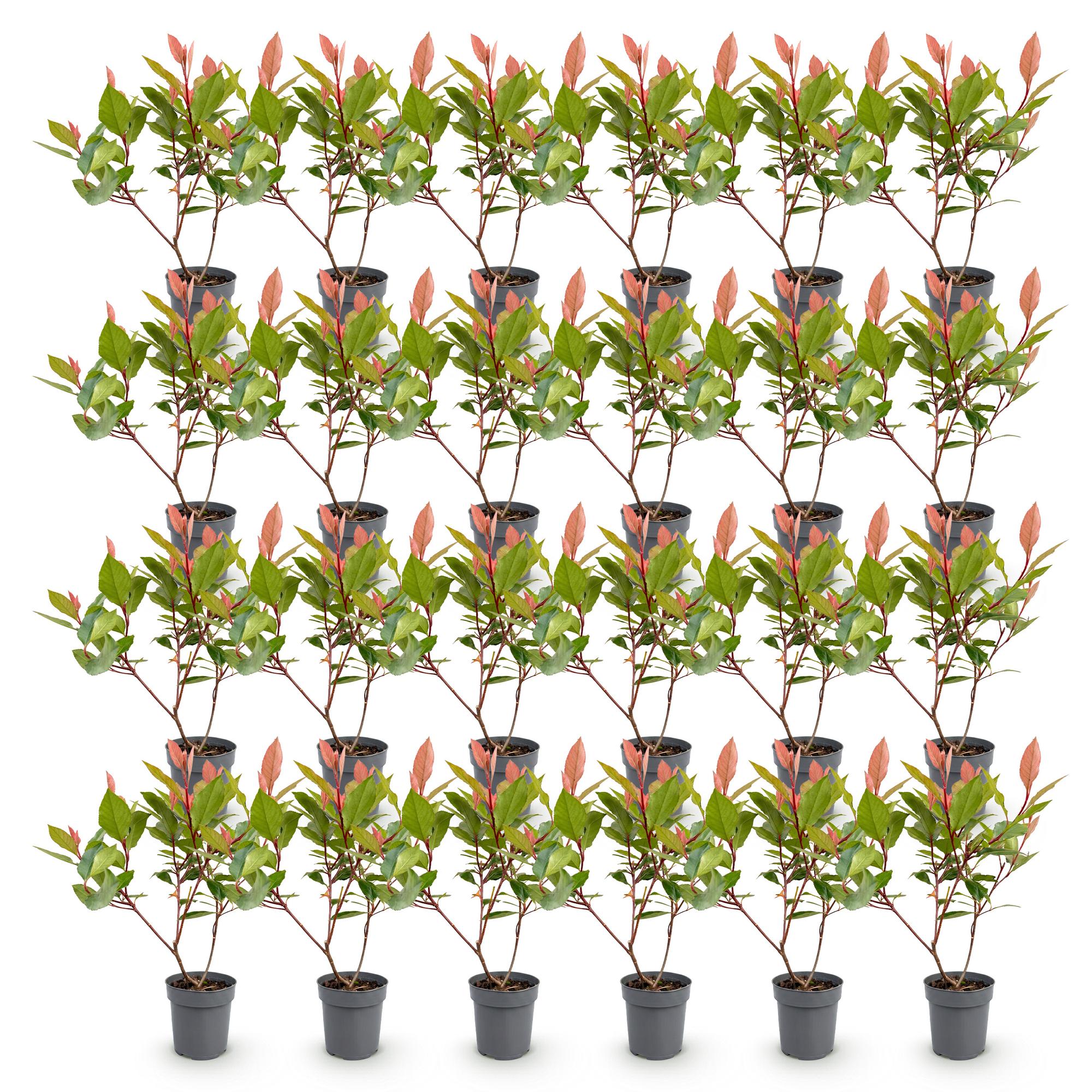 Photinia fraseri Little Red Robin - Glansmispel - 24x - Haagplanten - Groenblijvend - Rood - Pot 9cm - Hoogte 25-35cm
