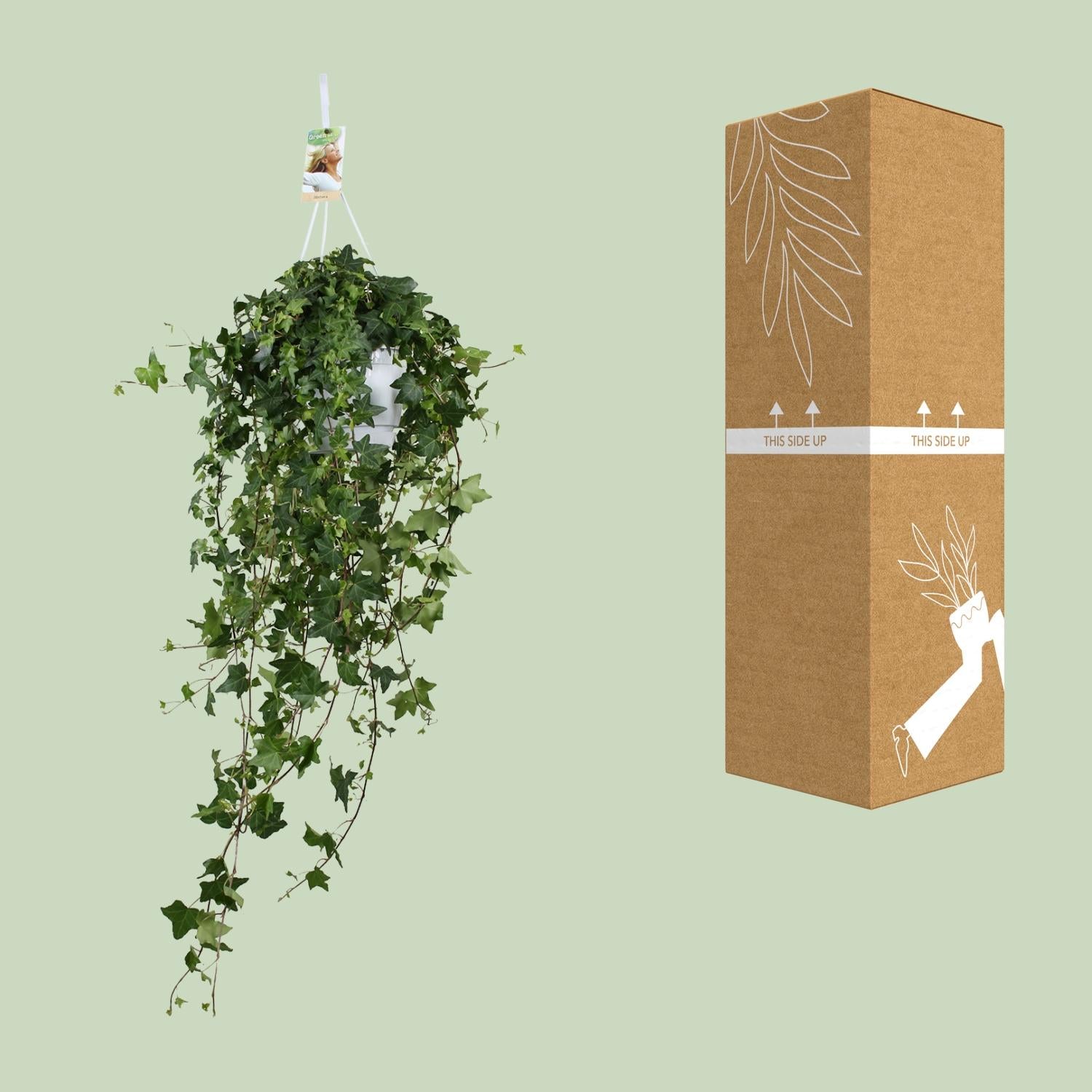 Hedera Helix Pitsburg - Hanging/XXL - Ø17cm - ↕90cm