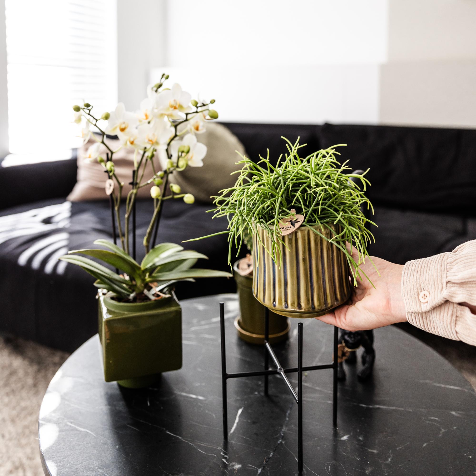 Kolibri Home | Plantenstandaard - Zwart metalen planten verhoging Ø12cm