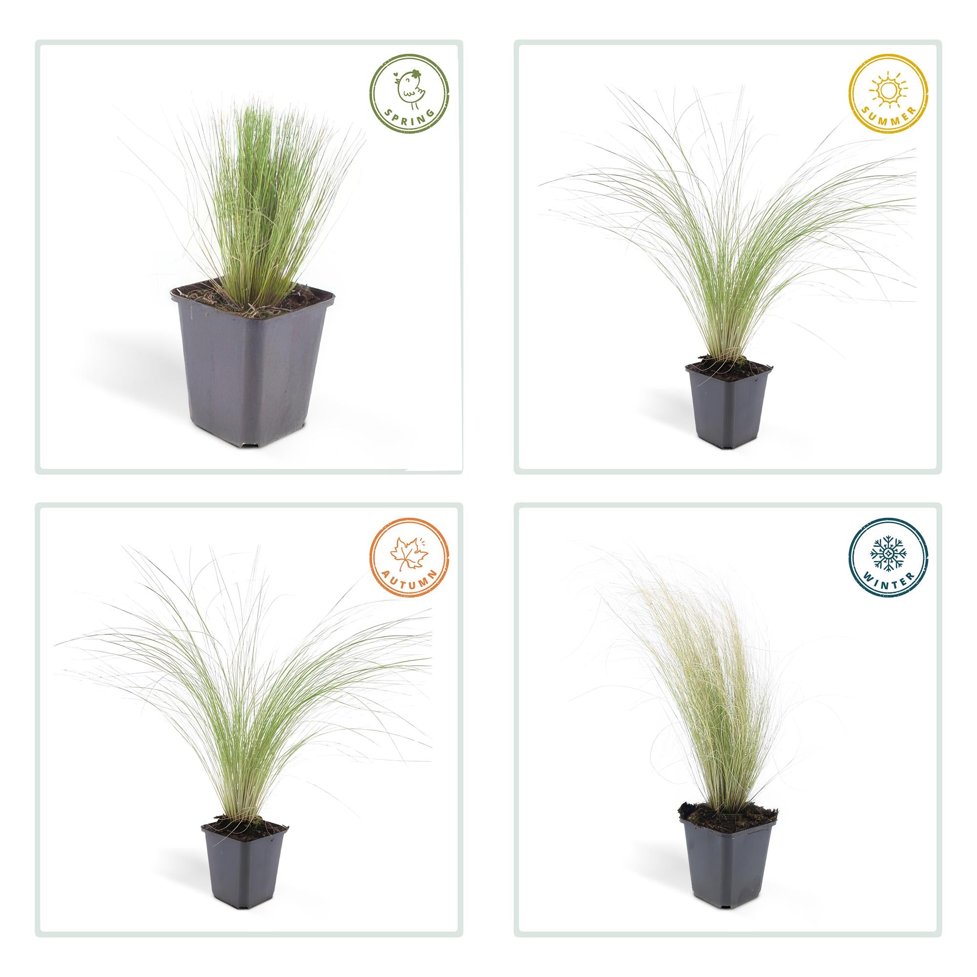6x Stipa tenuissima 'Queues de cheval' - ↕10-25cm - Ø9cm