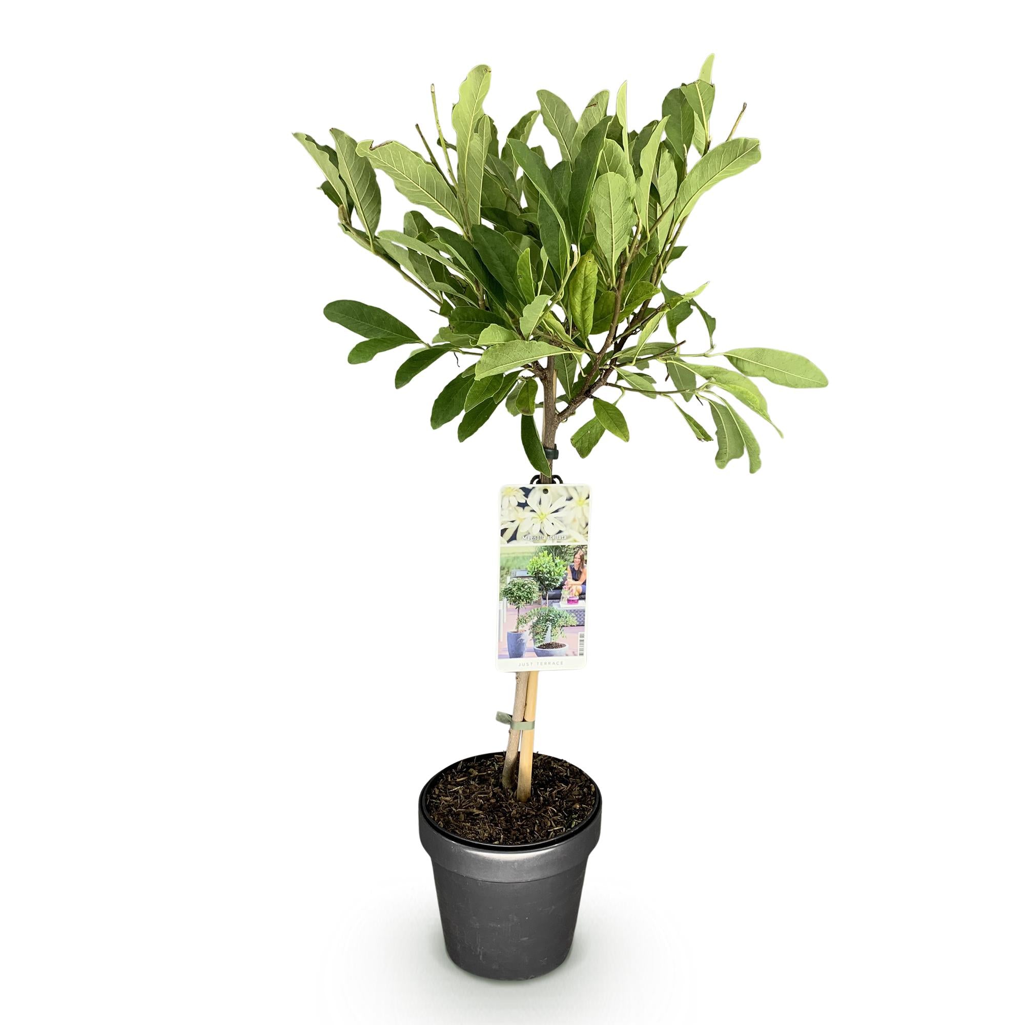 Magnolia stellata -Terras Plant - Bladverliezend - Winterhard - Witte Bloem - Pot 19cm Hoogte 90cm