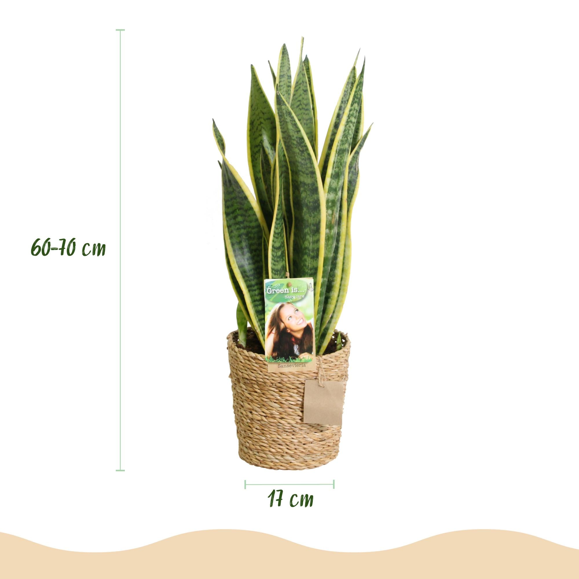 Sanseveria Laurentii - Vrouwentong - Weinig onderhoud - met mand - Groen - 2 Planten - Pot 17cm - Hoogte 60-70cm