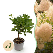Cotinus coggyria Young Lady - Groen 3 Planten - Bladverliezend - Weinig Onderhoud - Pot 12cm Hoogte 35cm