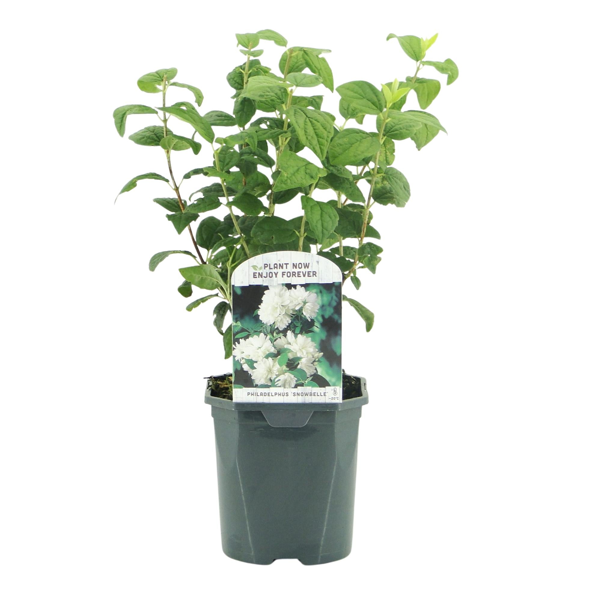 Boerenjasmijn - Philadelphus Snowbelle - Bloem Wit - 1 Plant - Bladverliezend - Weinig Onderhoud - Pot 17cm Hoogte 45cm