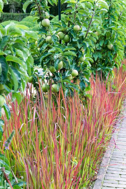 6x Imperata cylindrica 'Red Baron' - ↕10-25cm - Ø9cm