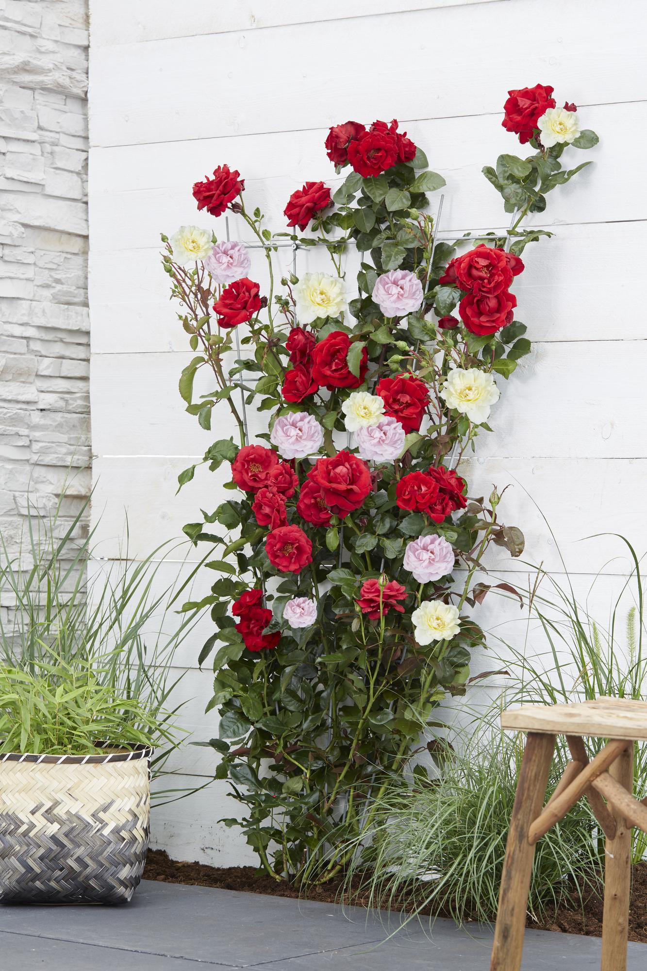 Rosa 'Pink' de Crazy in Love - Rosa rosa - Ø15cm - ↕65cm