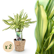 Dracaena fragrans Diamond Dream - Drakenbloedboom - Weinig onderhoud - met mand - Groen - 2 Planten - Pot 17cm - Hoogte 50-55cm