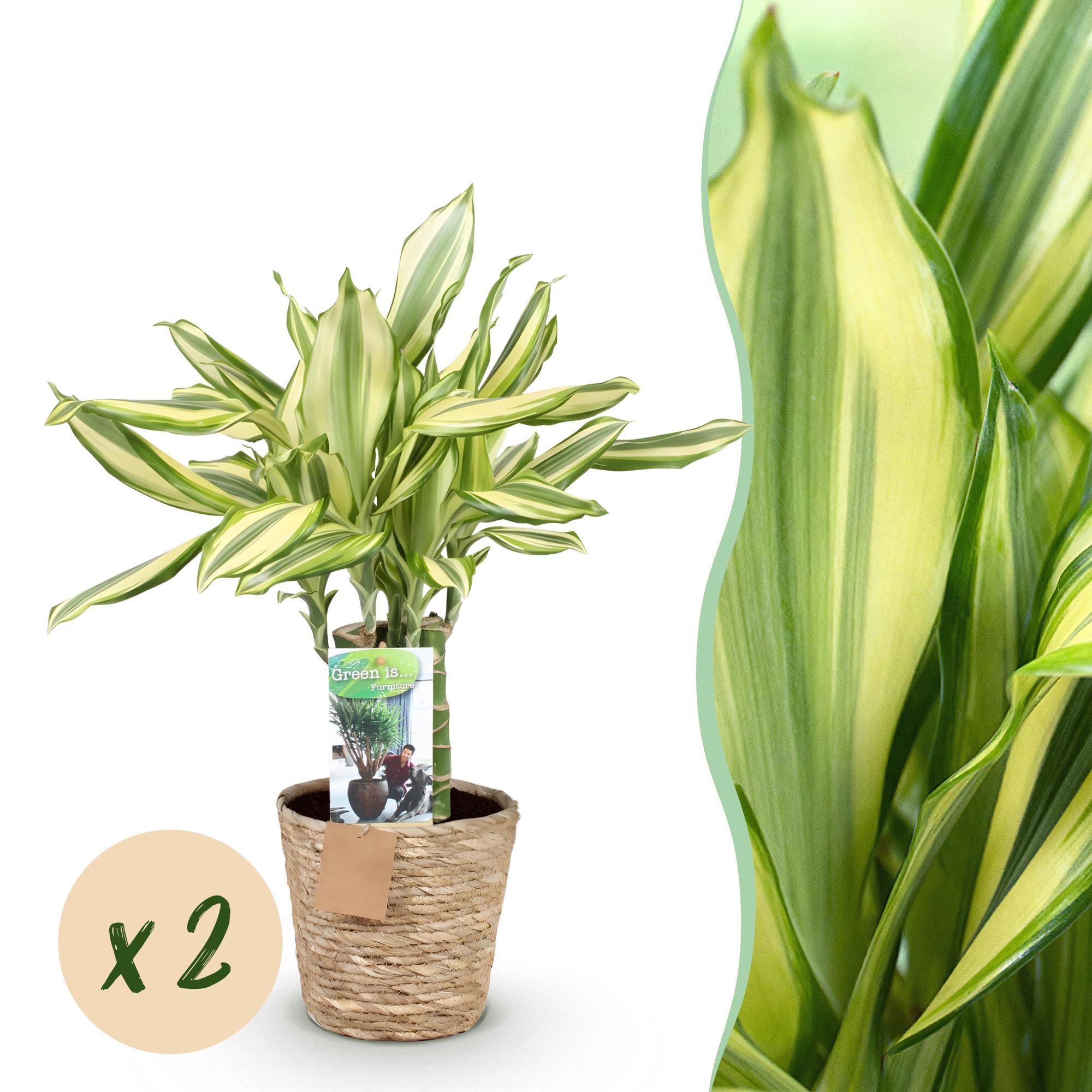 Dracaena fragrans Diamond Dream - Drakenbloedboom - Weinig onderhoud - met mand - Groen - 2 Planten - Pot 17cm - Hoogte 50-55cm
