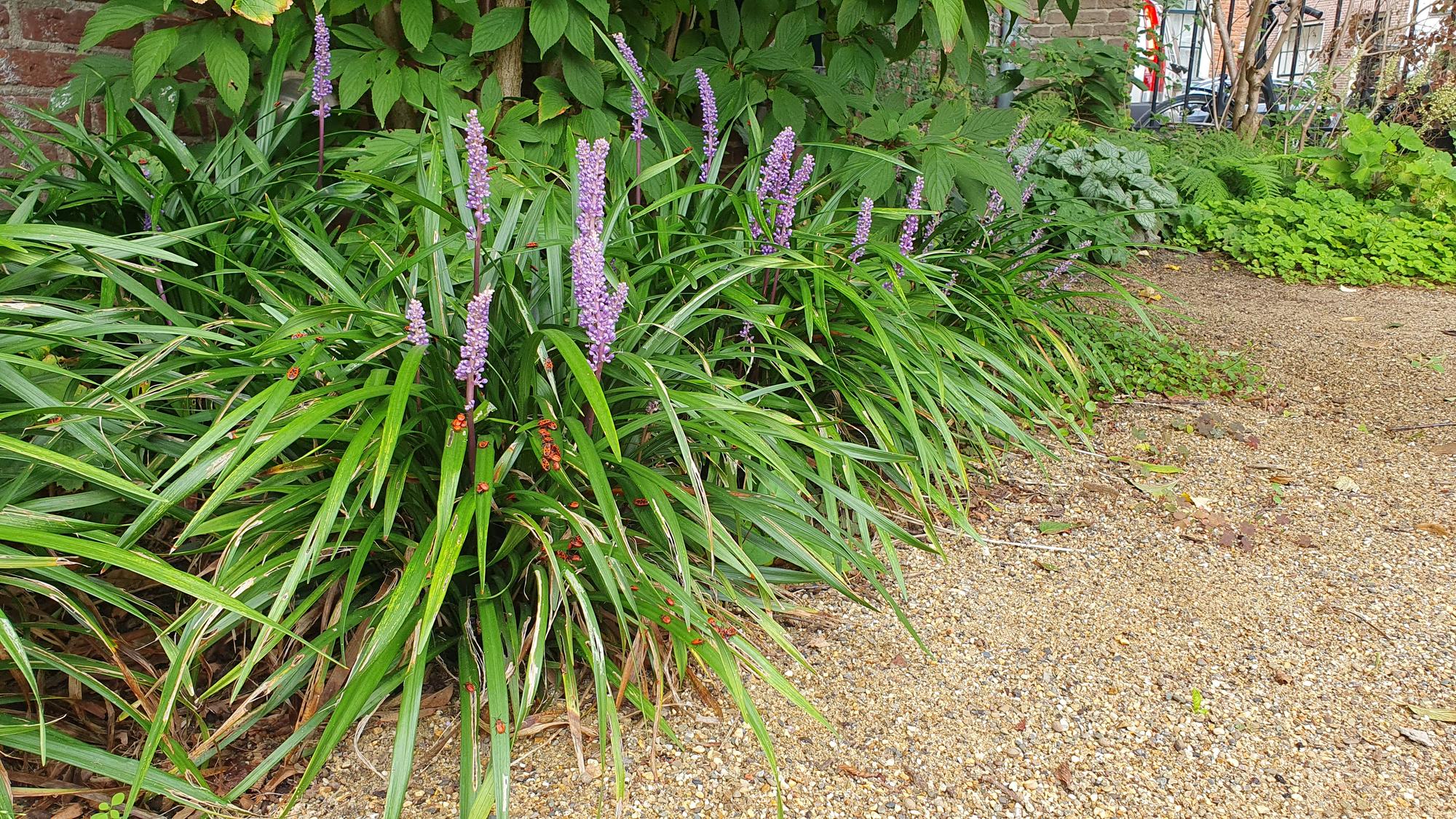 60x Liriope muscari 'Ingwersen' - ↕10-25cm - Ø9cm