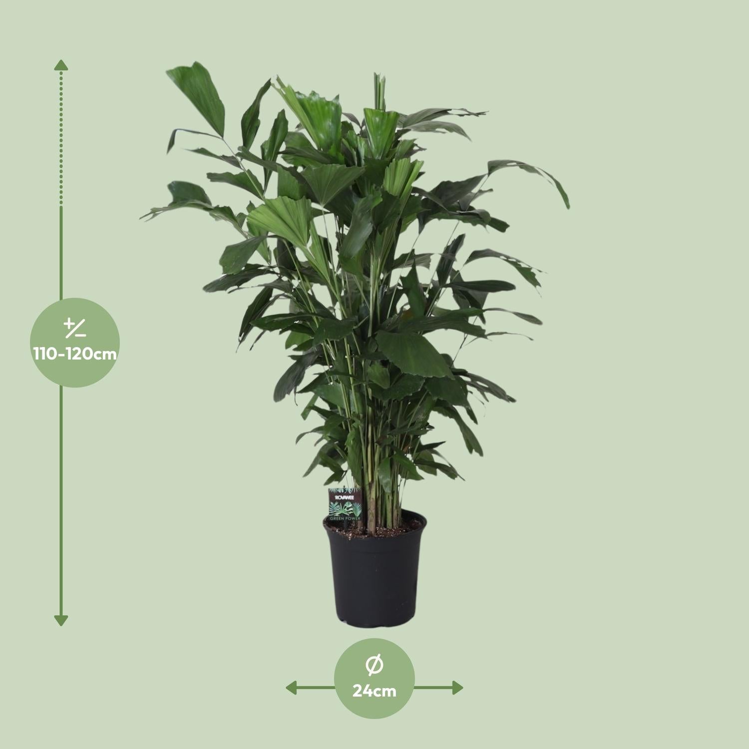 Caryota Mitis – Ø24cm – ↕120cm