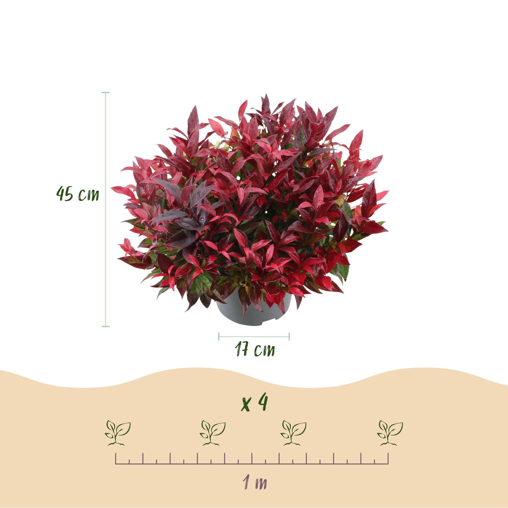 Leucothoe Zeblid - Rood - 1 Plant - Groenblijvend - Weinig Onderhoud - Pot 17cm Hoogte 45cm