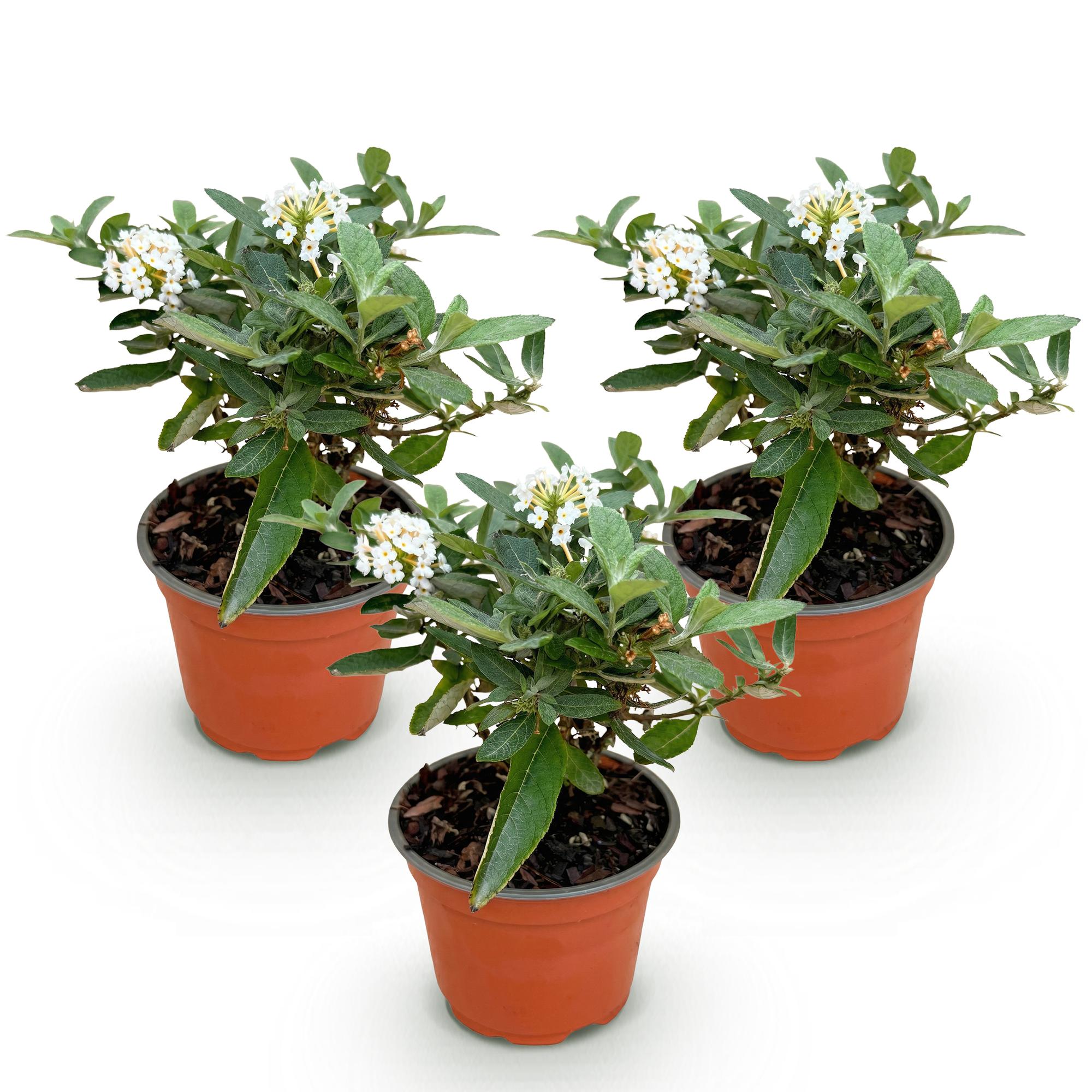 Buddleja davidii Butterfly Candy Little White - Vlinderstruik - Compact - Wit - 3 Planten - Pot 12cm - Hoogte 20-25cm