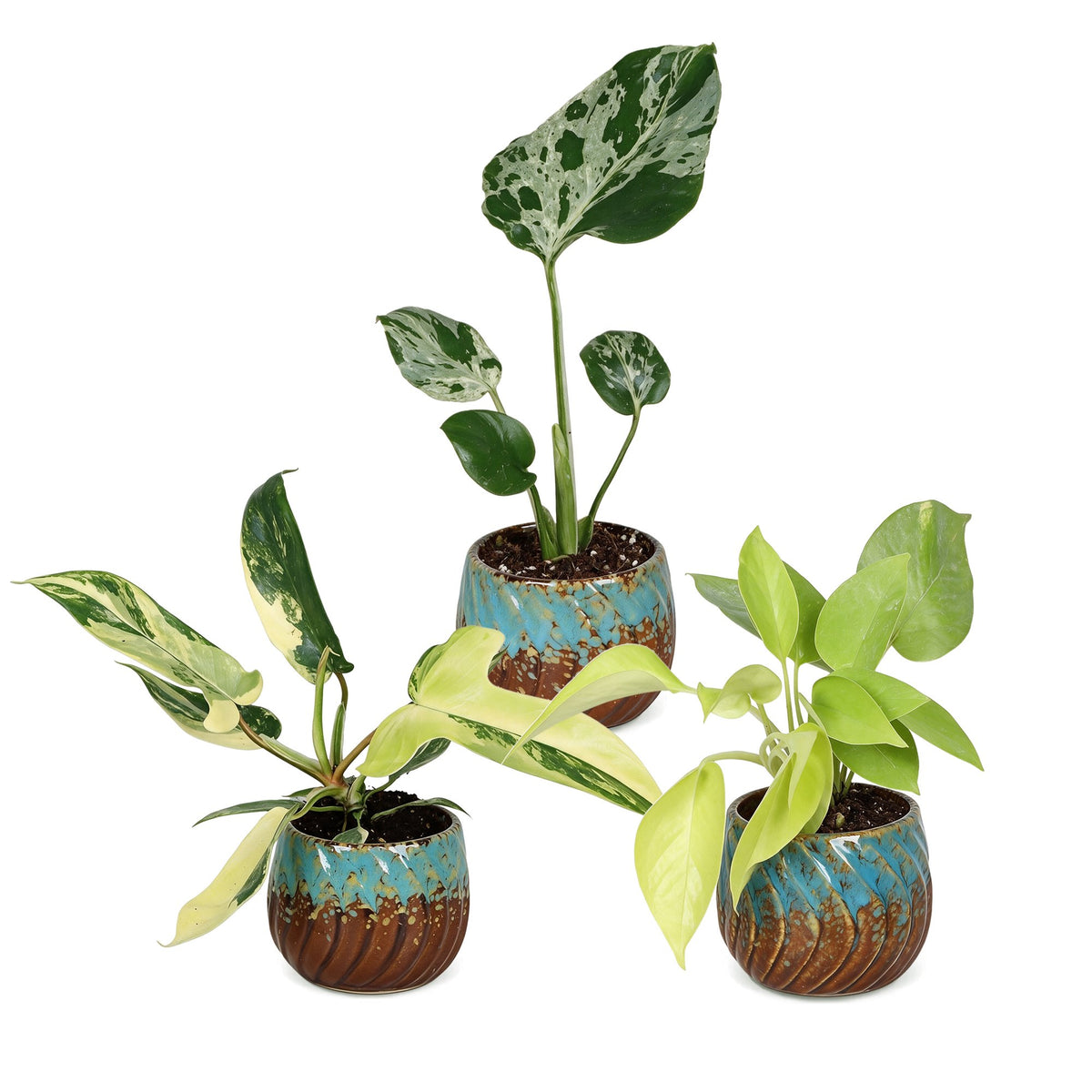 Baby Planten Tropical Mix - Diversen 3x - Tropisch - incl. Copper Reef - Ø6cm - ↕10-15cm