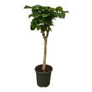 Ficus Umbellata stam - 180 cm - Ø30cm