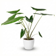 Olifantsoor - Alocasia Zebrina - Groen - Weinig onderhoud - 1 Plant - met Potter Wit - Pot 21 cm - Hoogte 70 - 75cm