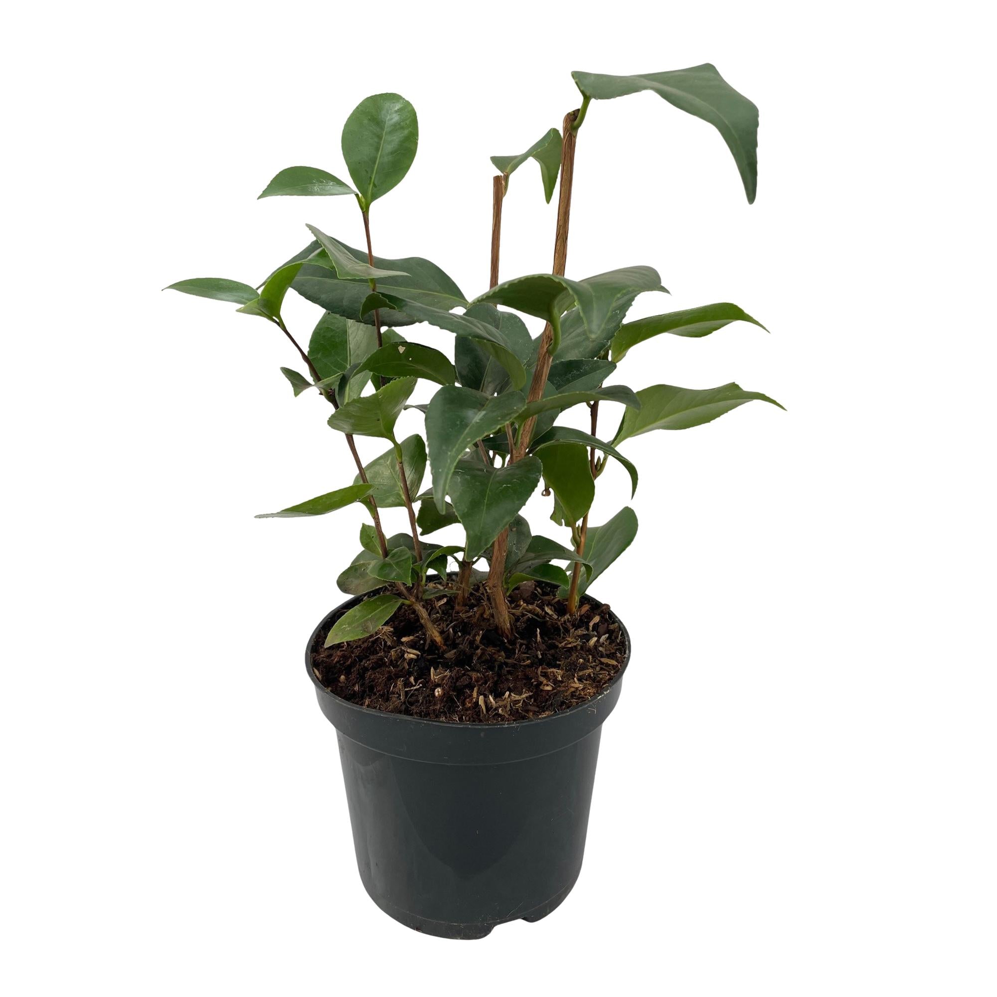 Green boutiQ – Sträucher – Kamelie (Camelia japonica Tricolour) – Blüten: Rosa, Weiß und Rot – 3 Pflanzen – 1 m² – Immergrün – Topf: 15 cm, Höhe: 30 cm