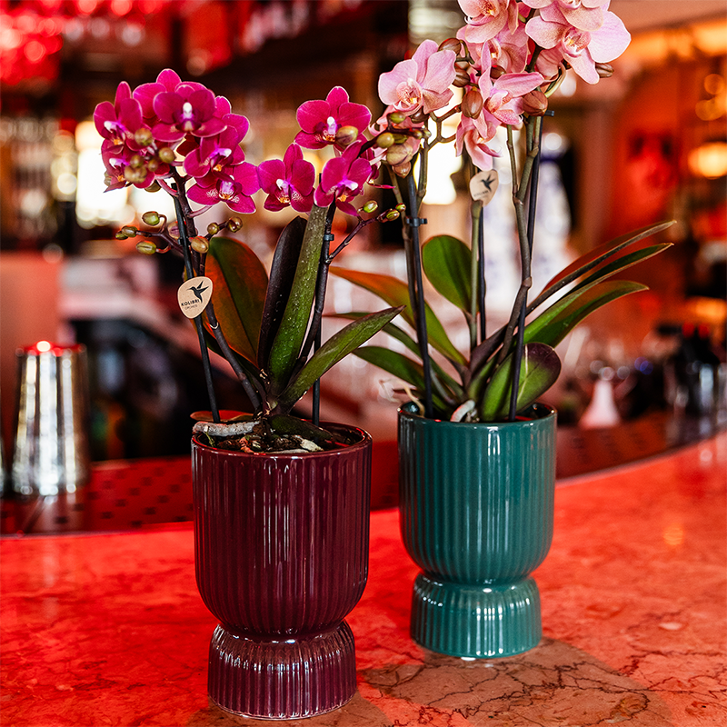Kolibri Orchids | Paarse Chamonix orchidee + rode Diabolo sierpot | potmaat Ø9cm | bloeiende kamerplant – vers van de kweker | incl. watergeeflont