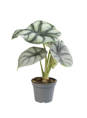 Alocasia Silver Dragon - Zilverdraak - Grijs - Tropisch - Ø6cm - ↕12cm