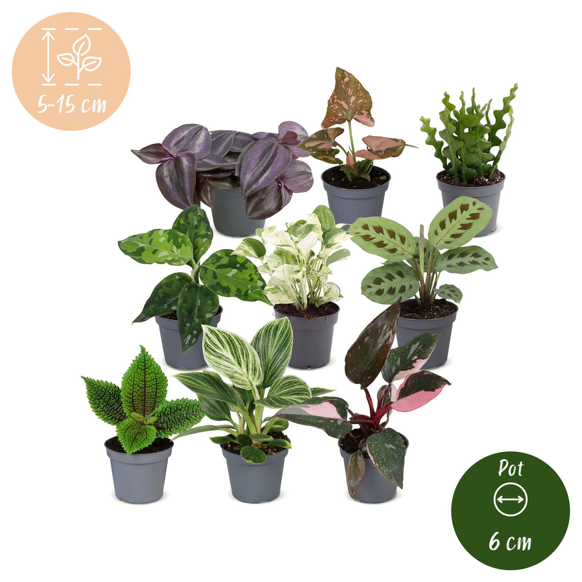 Baby Plants Surprise Box 9x - Verrassingsbox kleine planten - Diversen - Tropisch - Ø6cm - ↕5-15cm