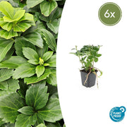 6x Pachysandra terminalis - ↕10-25cm - Ø9cm