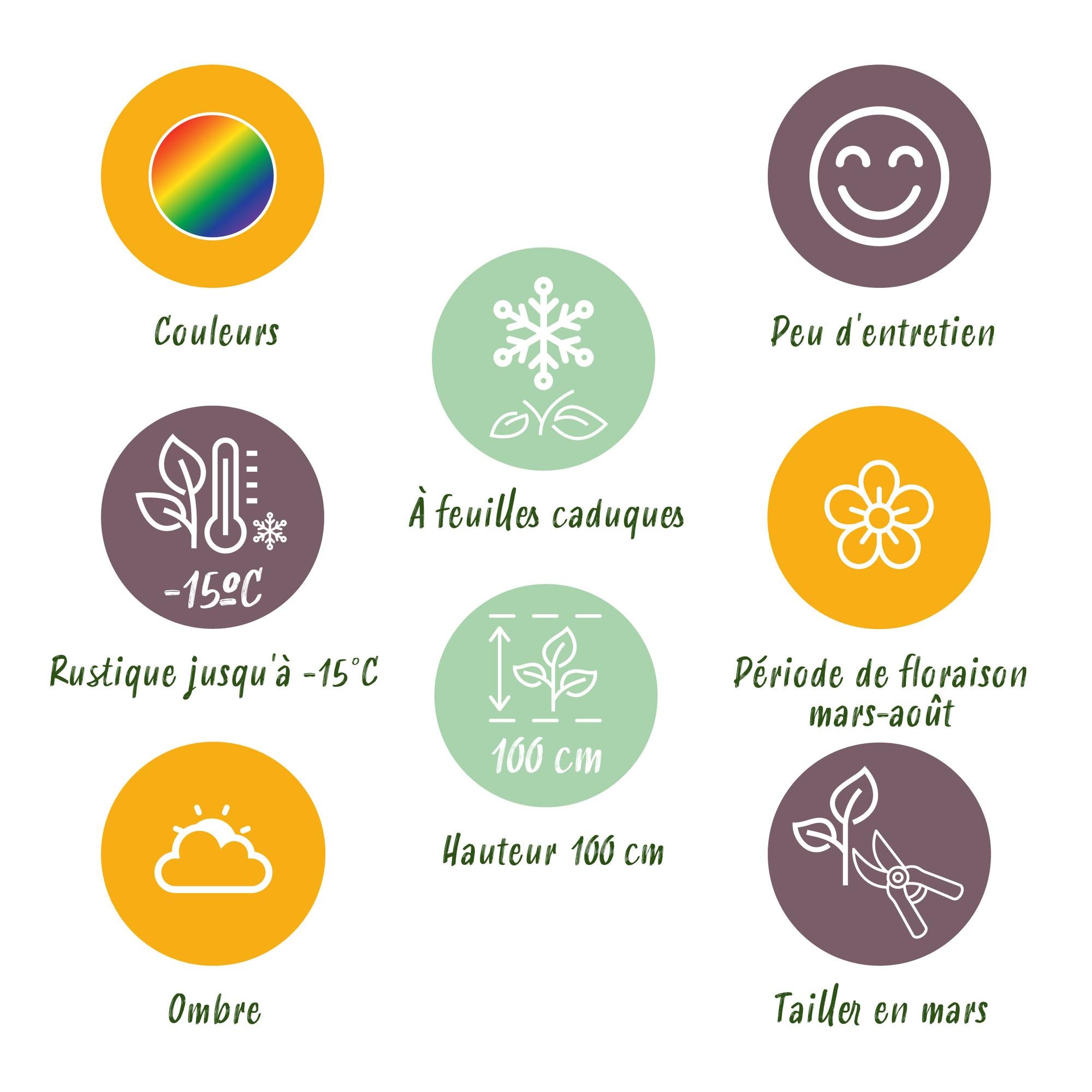 Green boutiQ – Beet-Set – Schatten – 24 Stauden – 3 m² – Verschiedene Farben – Pflegeleicht – 11-cm-Topf