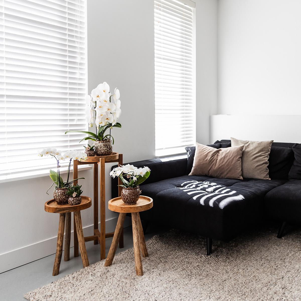 Kolibri Home | Offerta combinata - Vasi Safari