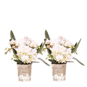 Kolibri Orchids | Combi Deal - 2 Witte Phalaenopsis Orchideeën Botanic Nazare - Ø9 cm