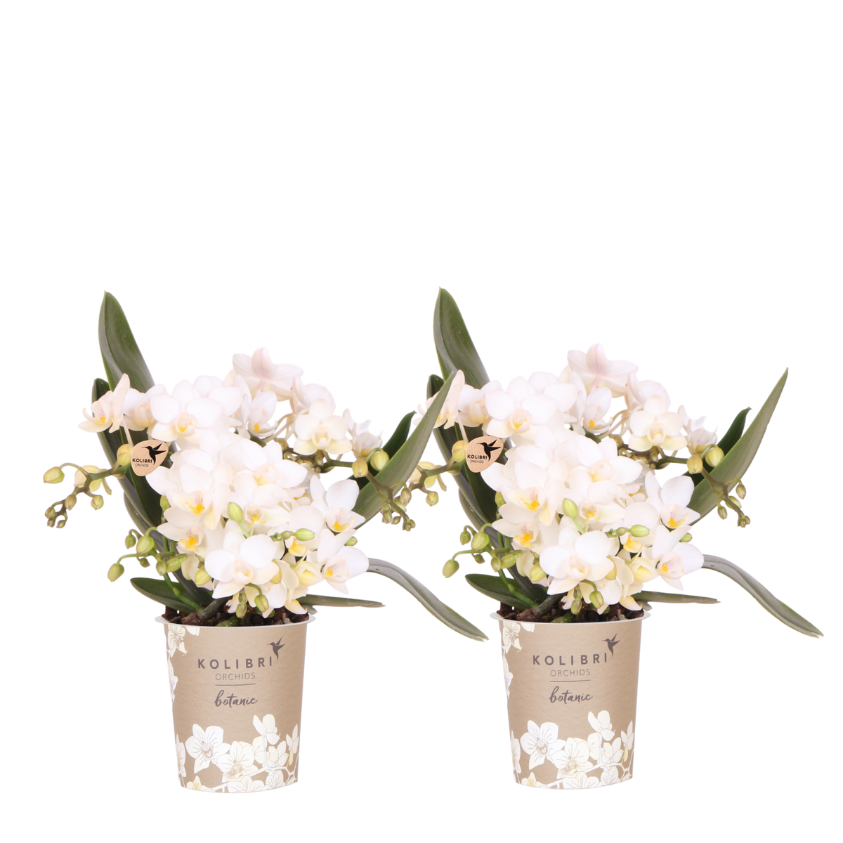 Kolibri Orchids | Combi Deal - 2 Witte Phalaenopsis Orchideeën Botanic Nazare - Ø9 cm