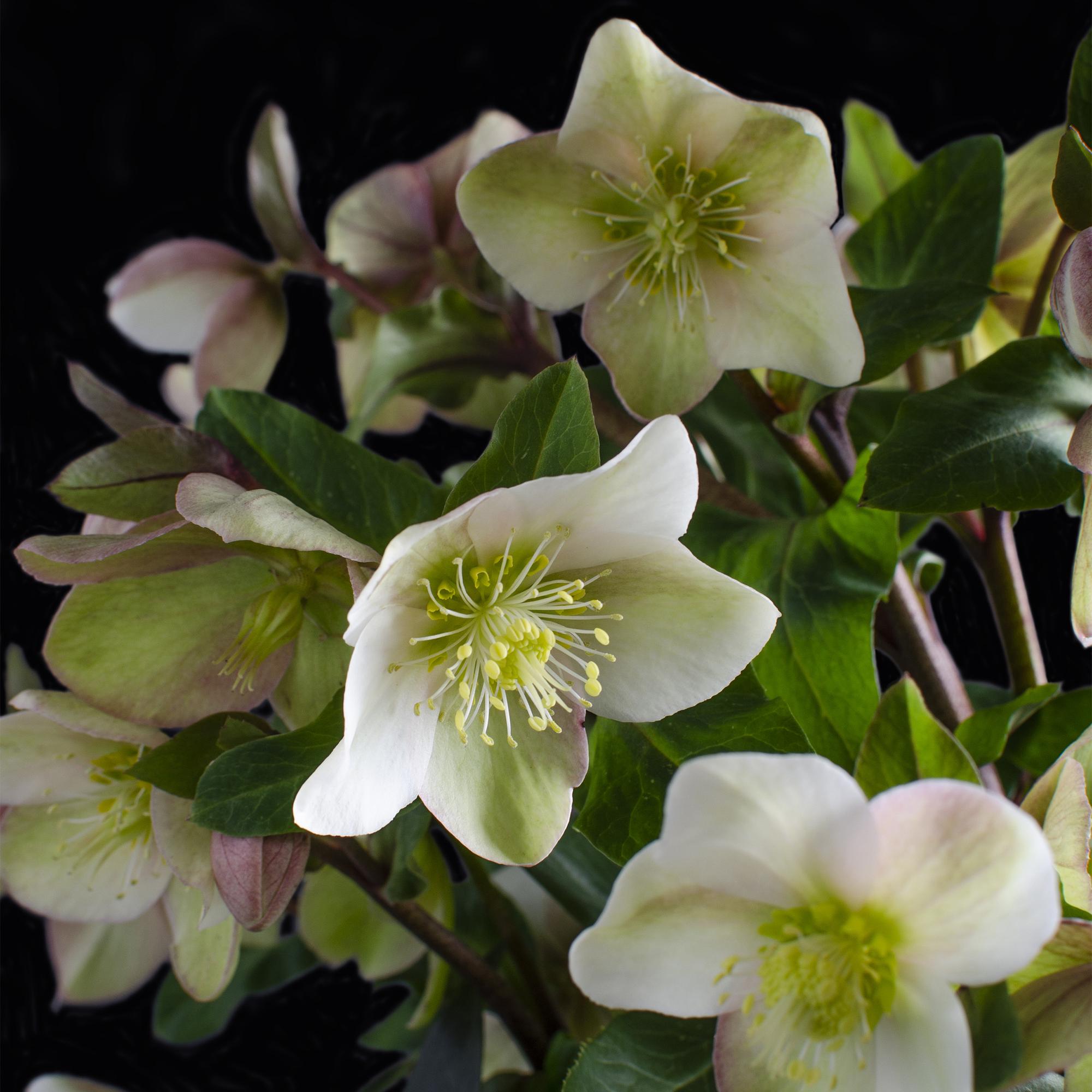 Lenten Rose - Helleborus Diamfire - Groene Bloem - Groenblijvend - Pot 19cm Hoogte 40cm