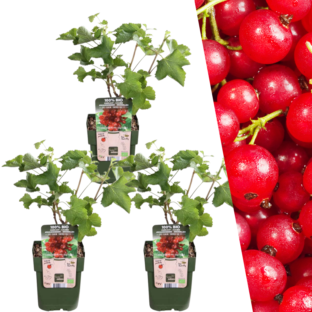 3 Bio-Stachelbeerpflanzen – Ø 13 cm – ↨ 20 cm