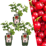 3 Bio-Stachelbeerpflanzen – Ø 13 cm – ↨ 20 cm