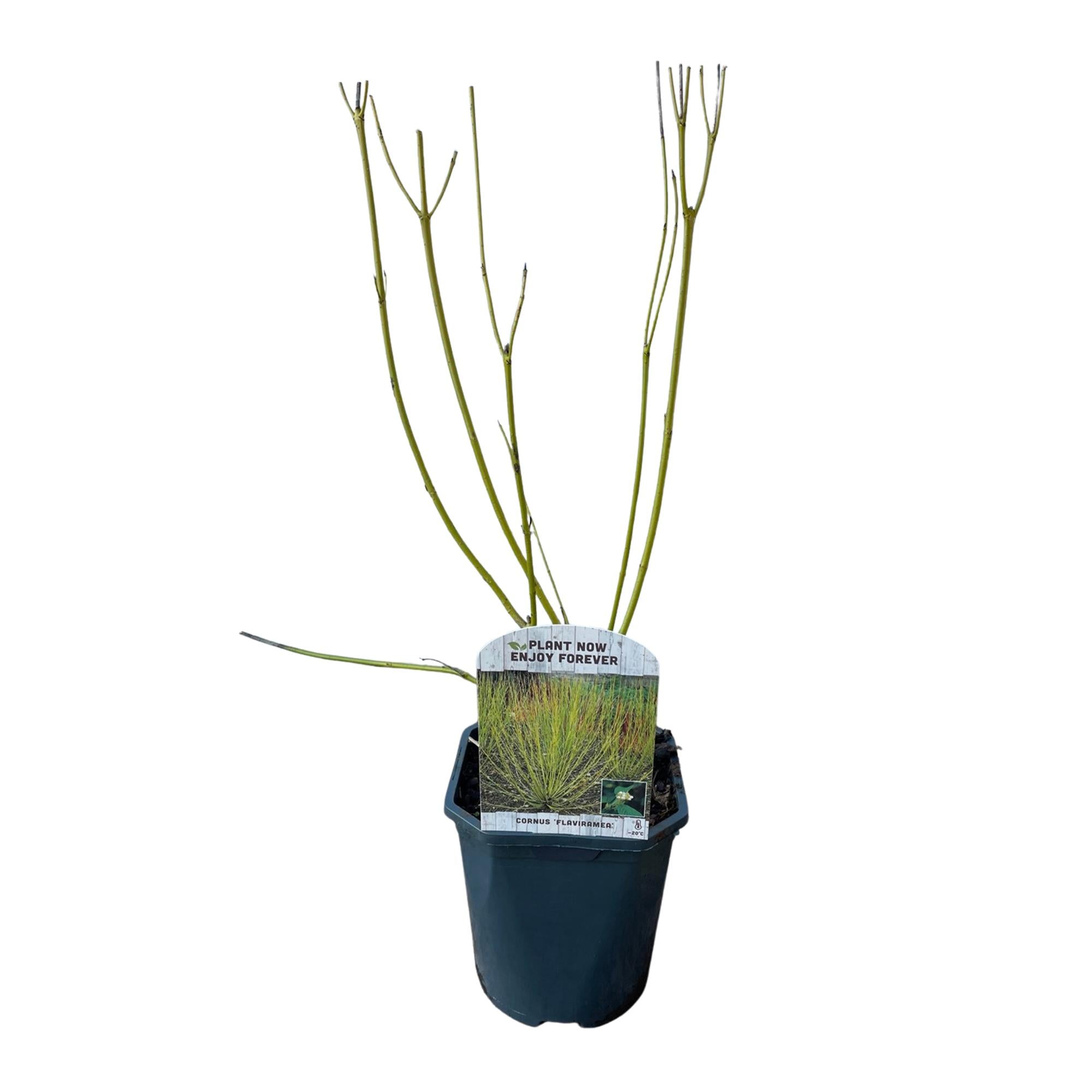 Green boutiQ – Sträucher – Hartriegel (Cornus alba Flaviramea) – Grüne Zweige – 1 Pflanze – Laubabwerfend – Pflegeleicht – Topf: 17 cm, Höhe: 45 cm