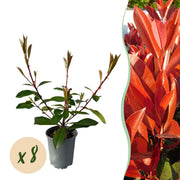 Photinia fraseri Red Robin - blad rood groen  - 8 planten - 1 strekkende meter - groenblijvend - pot 9cm hoogte 30-35cm