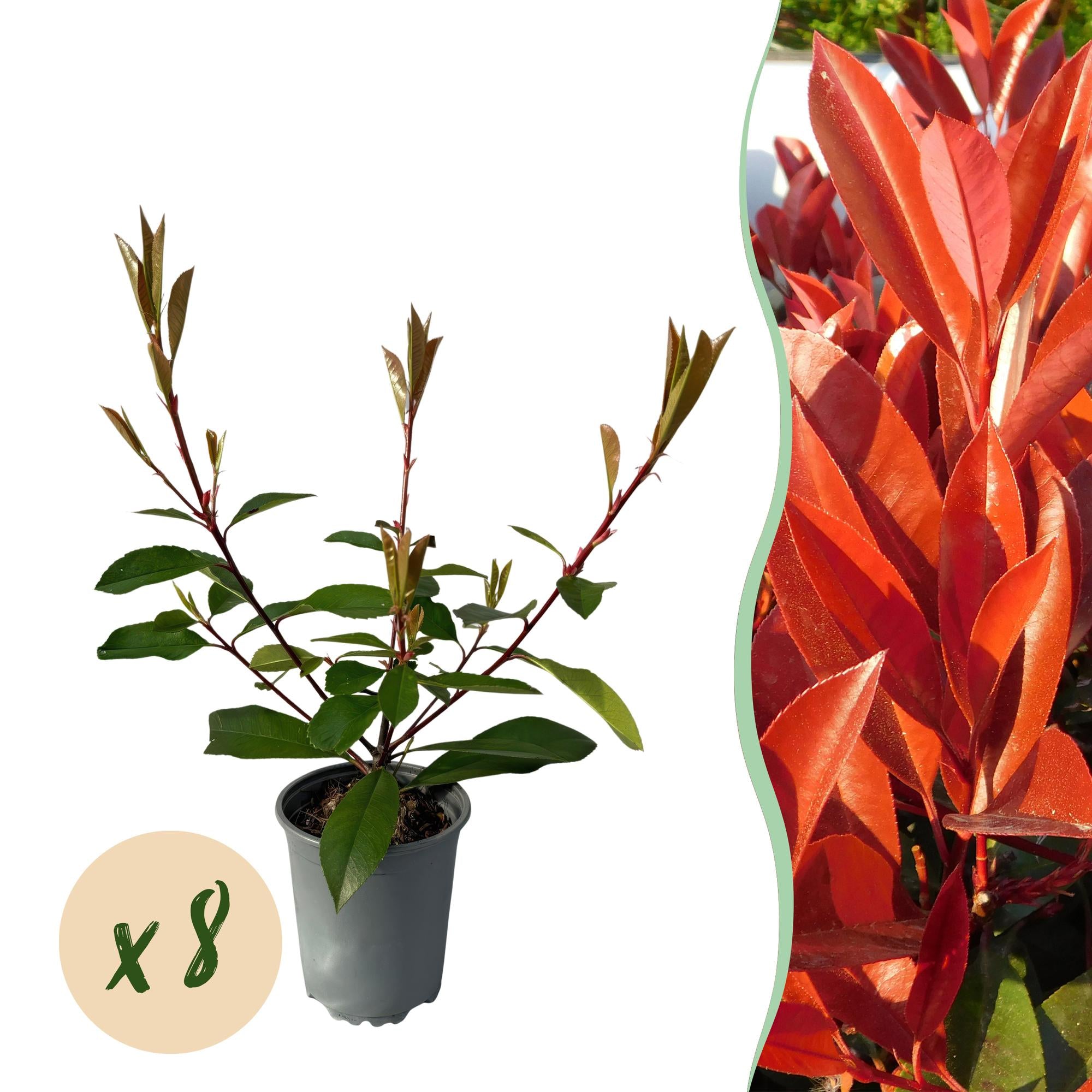 Photinia fraseri Red Robin - blad rood groen  - 8 planten - 1 strekkende meter - groenblijvend - pot 9cm hoogte 30-35cm