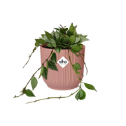 Hoya Krohniana Eskimo in ELHO Vibes Fold 14cm roze