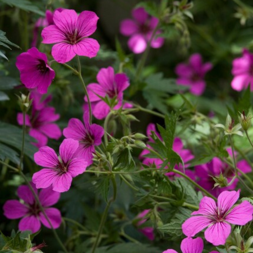 6x Geranium sang. 'Max Frei' - ↕10-25cm - Ø9cm