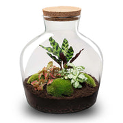 DIY-Terrarium – Fat Joe Red – ↕ 30 cm