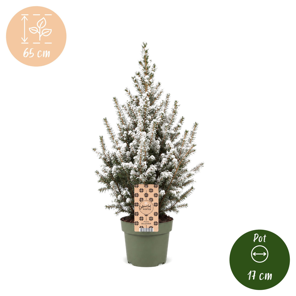 Picea glauca Conica - 4x Kegelspar - Groen - Wit - Kerstboom - Ø17cm - ↕65cm